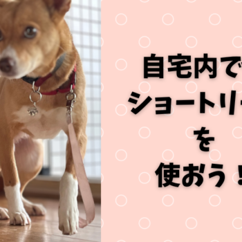 犬 しつけ 室内 リード