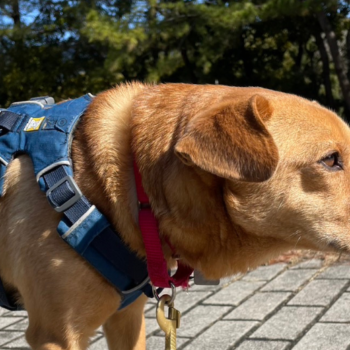 RUFFWEAR フロントレンジハーネス（#1874142）【2024年版】 | カイロス時間