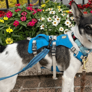 RUFFWEAR：フラッグライン