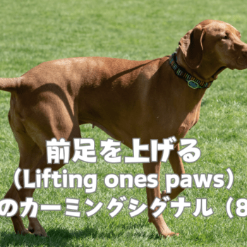 前足を上げる：犬のカーミングシグナル（8） | カイロス時間